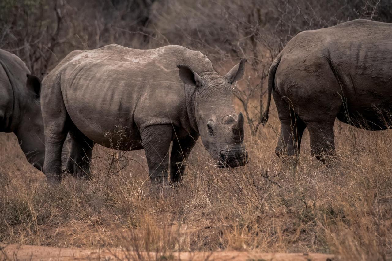 Tshukudu Game Lodge هويدزبروت المظهر الخارجي الصورة