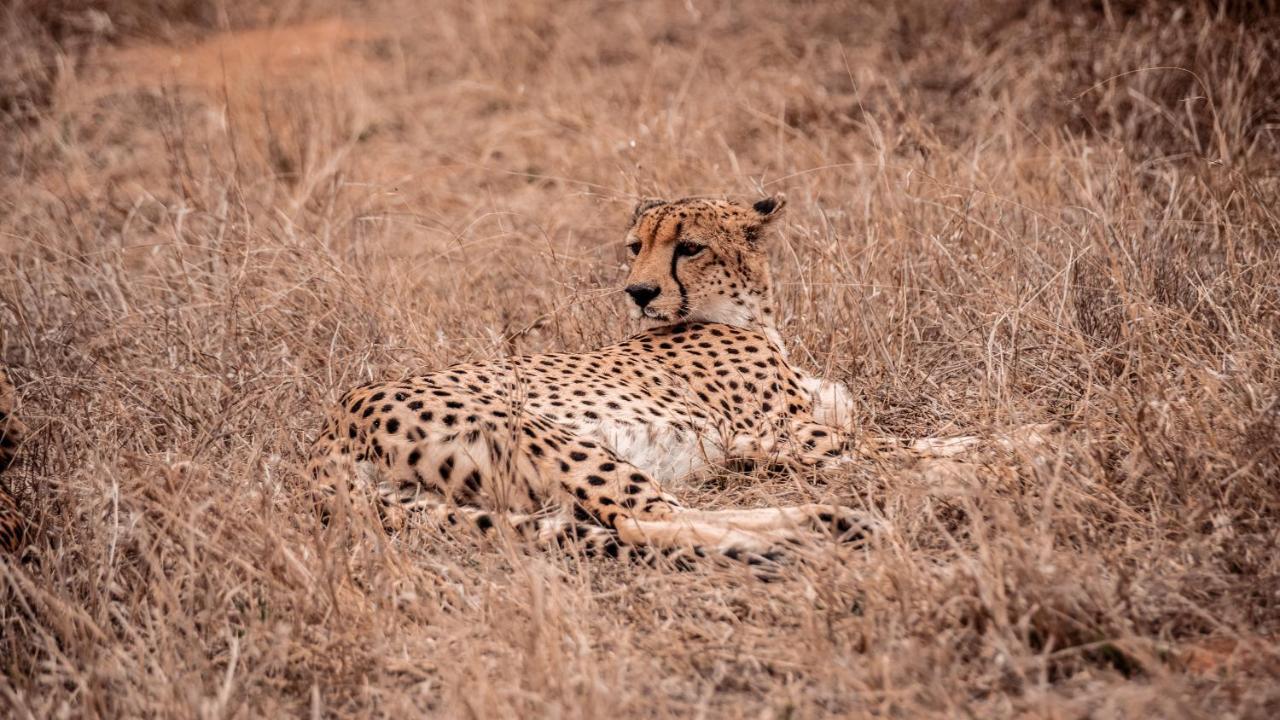 Tshukudu Game Lodge هويدزبروت المظهر الخارجي الصورة