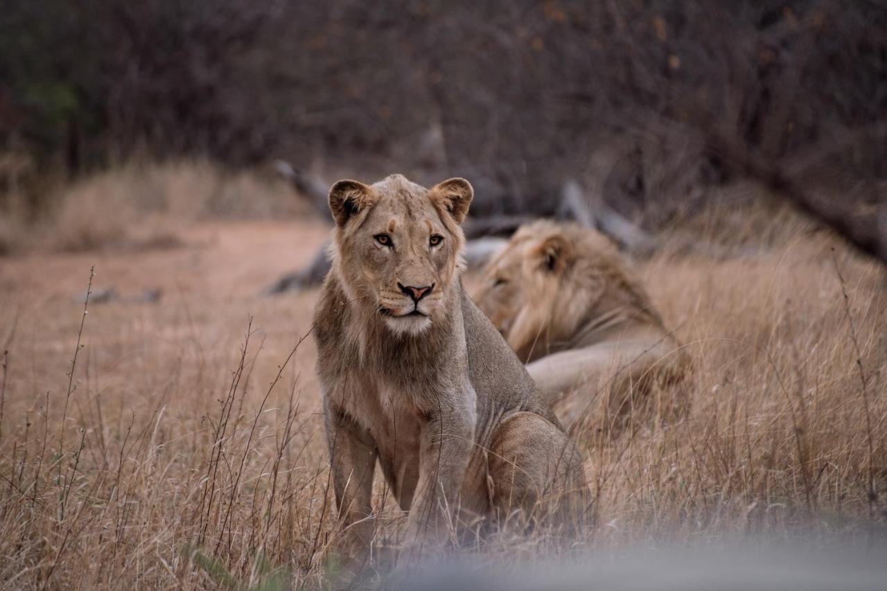 Tshukudu Game Lodge هويدزبروت المظهر الخارجي الصورة